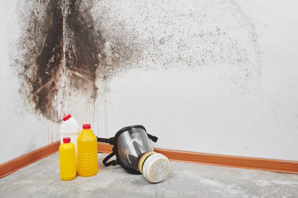 Best Mold Damage Repair  in Ivanhoe, TX