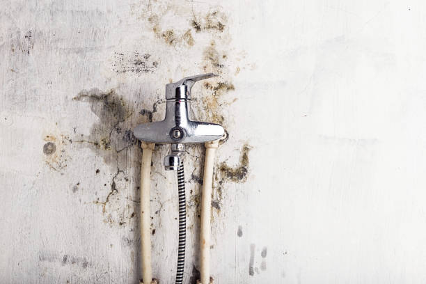 Best Toxic Mold Removal  in Ivanhoe, TX