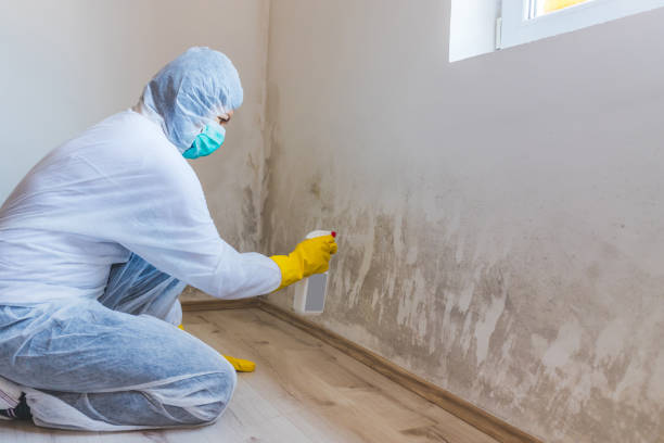 Certified Mold Removal in Ivanhoe, TX