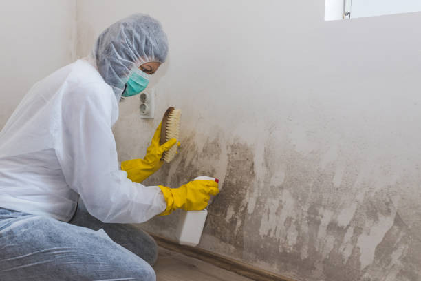 Office Mold Removal Services in Ivanhoe, TX