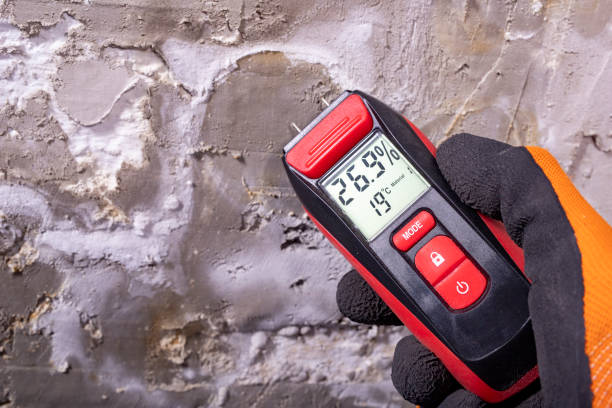 Mold Removal Process in Ivanhoe, TX
