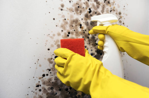 Best Black Mold Removal  in Ivanhoe, TX