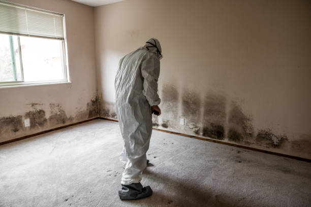 Best Affordable Mold Removal  in Ivanhoe, TX