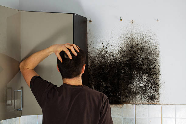 Reliable Ivanhoe, TX Mold Removal Solutions