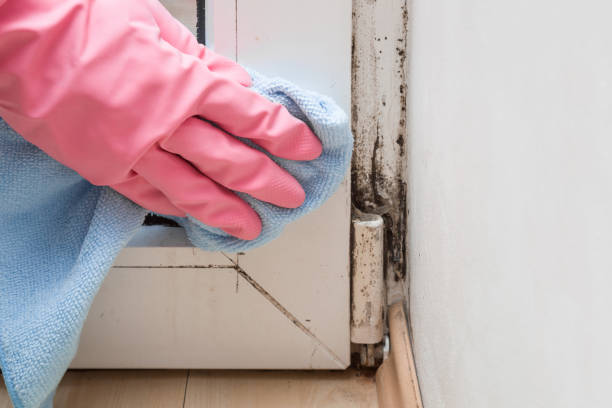 Best Toxic Mold Removal  in Ivanhoe, TX