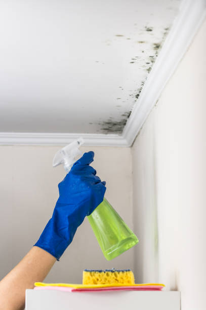 Best Mold Removal Company Near Me  in Ivanhoe, TX